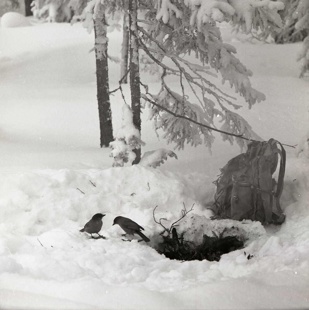 Två lavskrikor sitter intill en koja i Hälsen den 22 februari 1970. Bredvik fåglarna är finns ett hål i snön samt en ryggsäck.