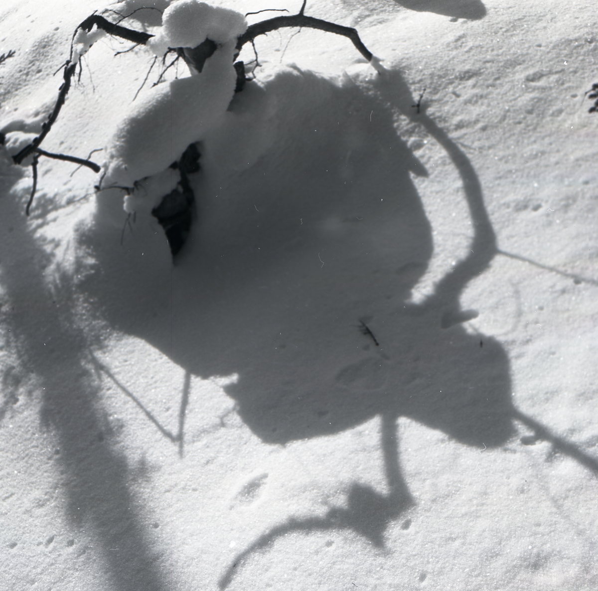 Skugga i form av ett "troll" på snö, 21 februari 1954.