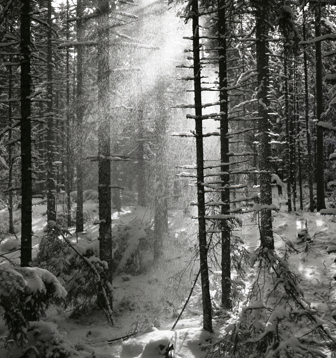 Fallande nysnö i skogen ovanför Hägnaden , 23 mars 1952.