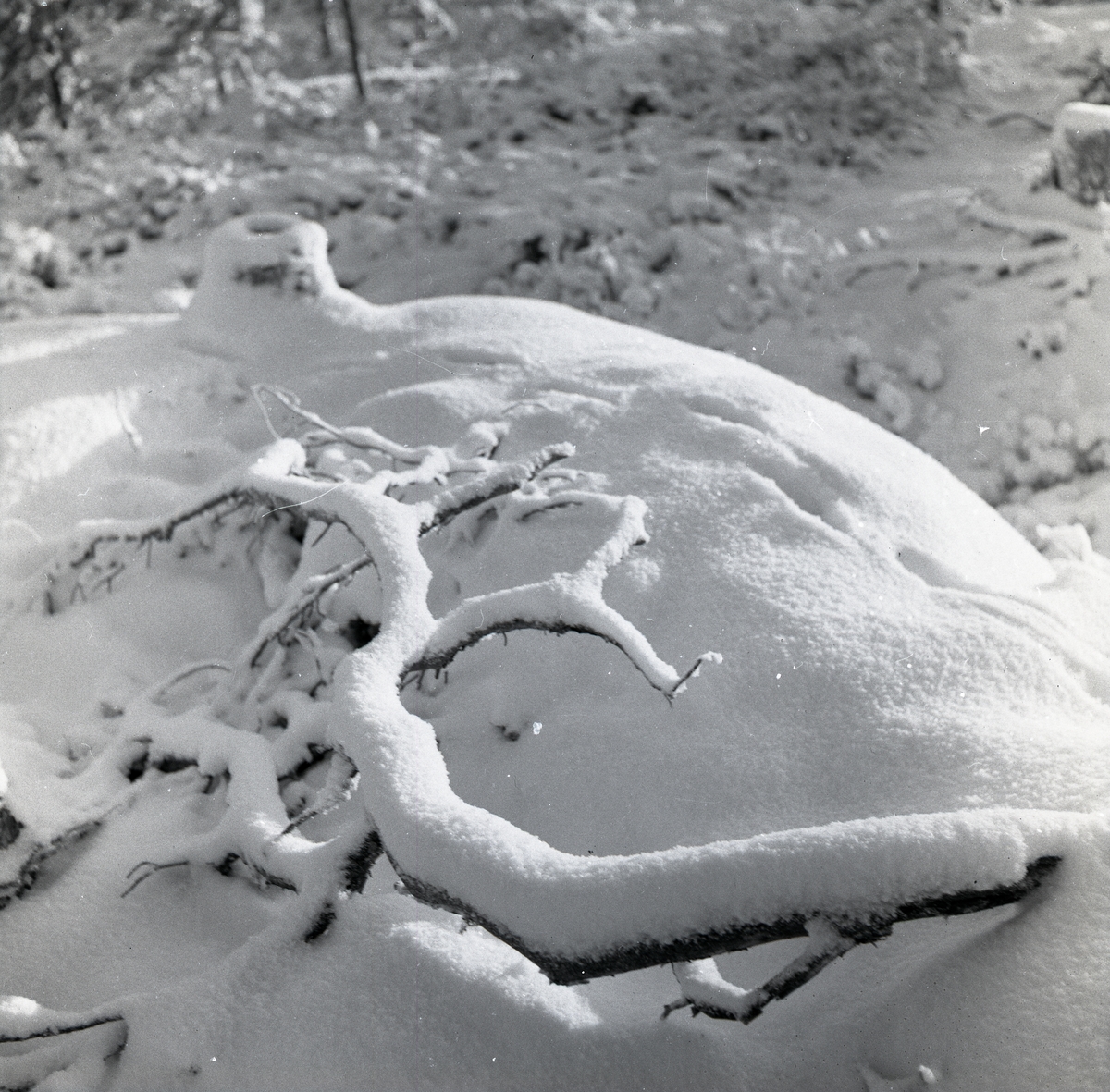 Översnöade grankvistar på marken, julen 1954.