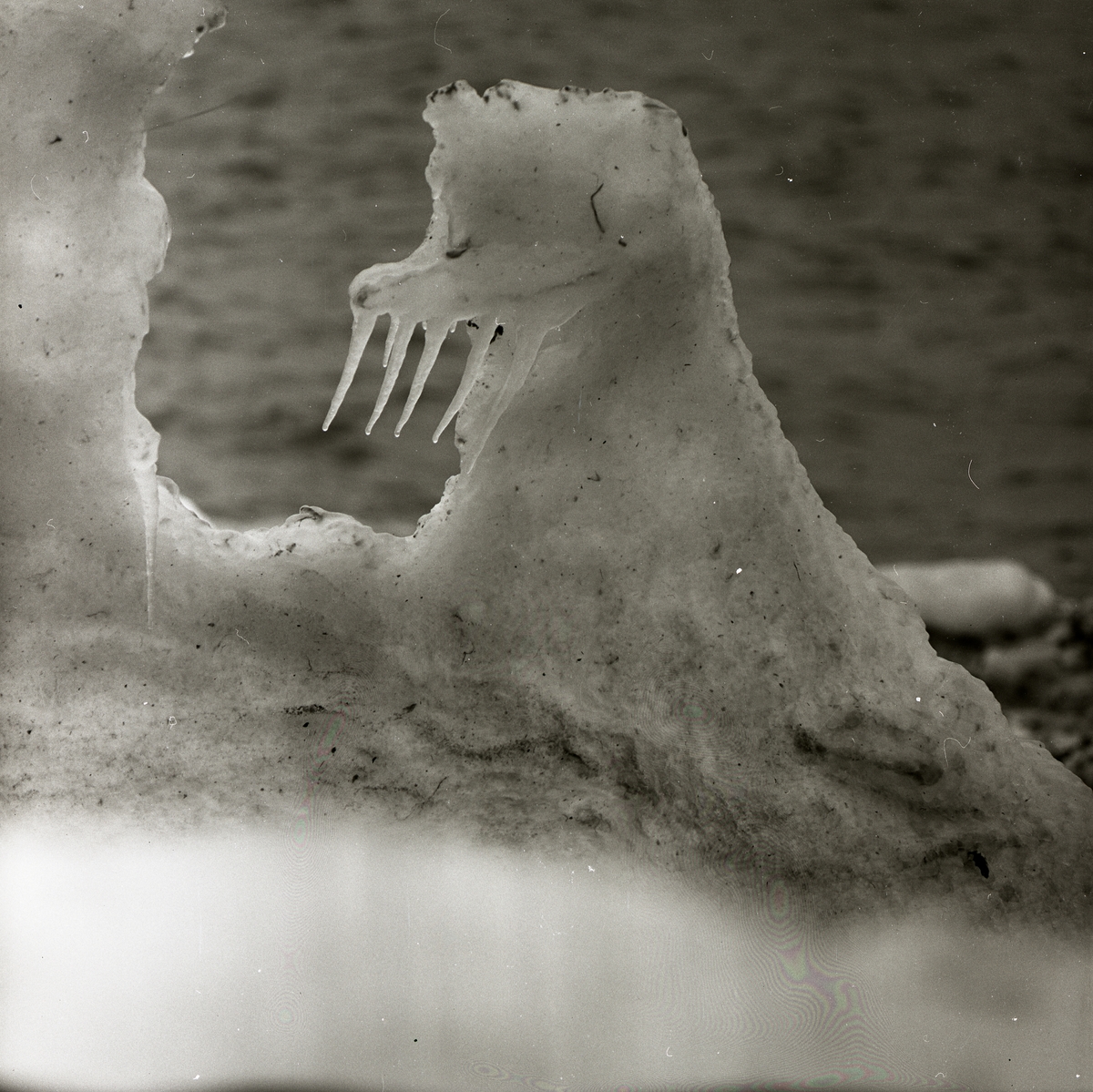 En snöformation som liknar en valross i Kivik, mars 1963.