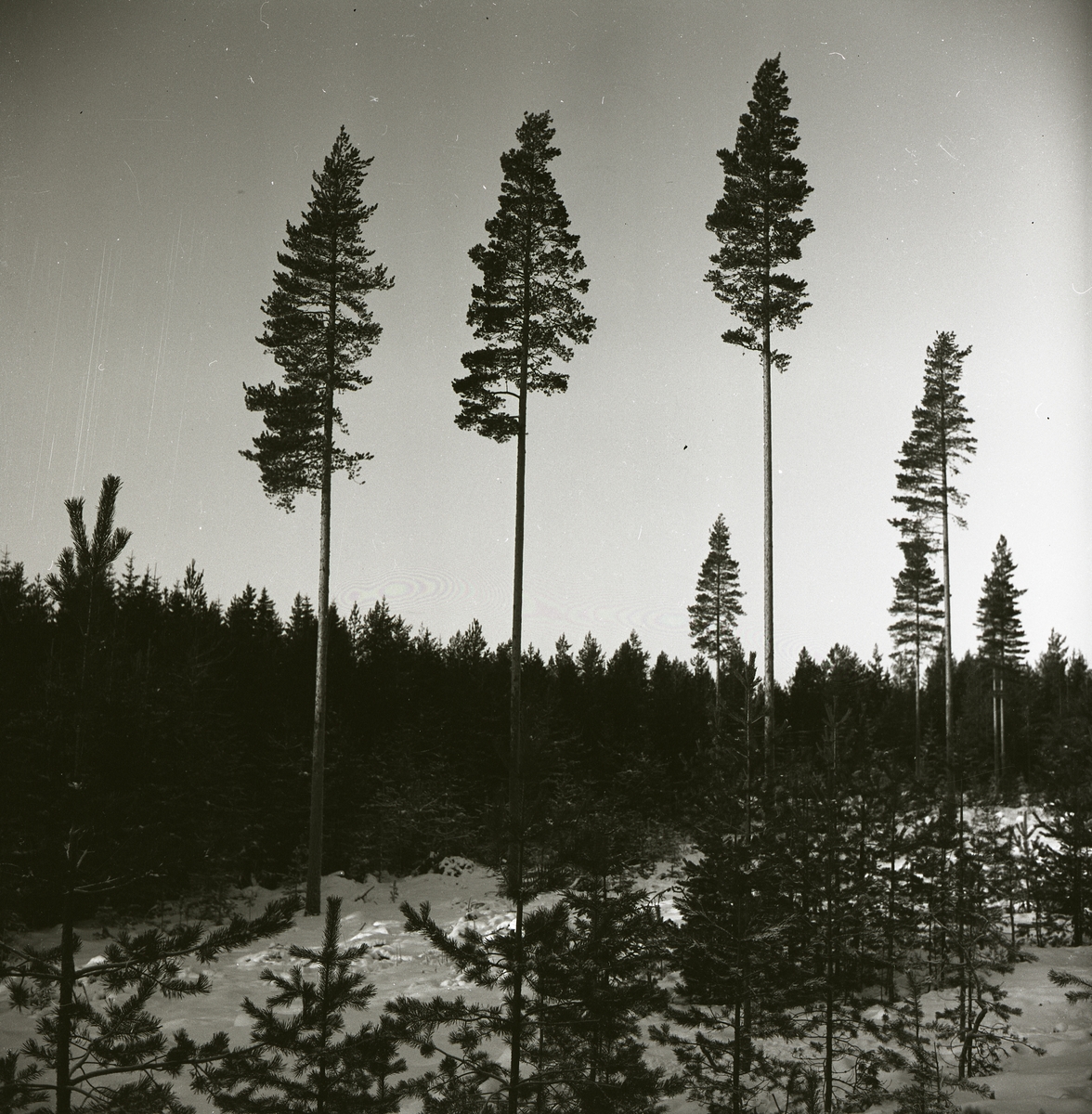 Tre höga frötallar intill en granskog, december 1964.