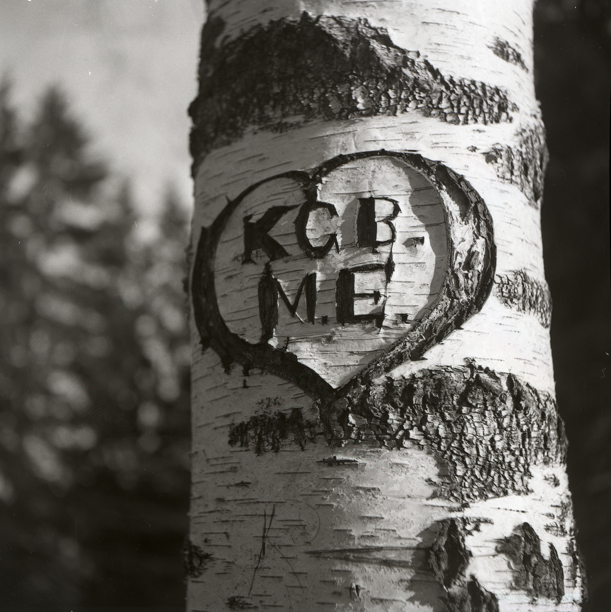 Ett hjärta med initialer inristat på en trädstam vid Faxeholmen, 14 mars 1953.