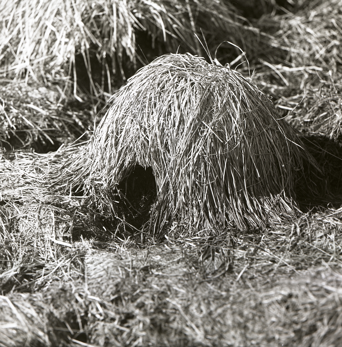 Ett sorkbo i en grästuva, våren 1969.