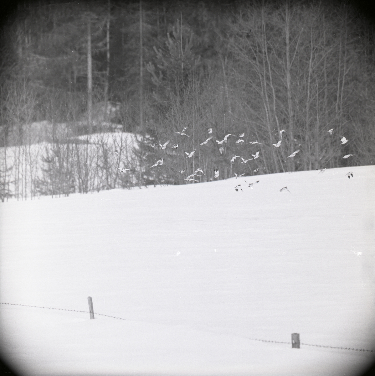 En flock flygande snösparvar i Finnfara under vårvintern 1966.