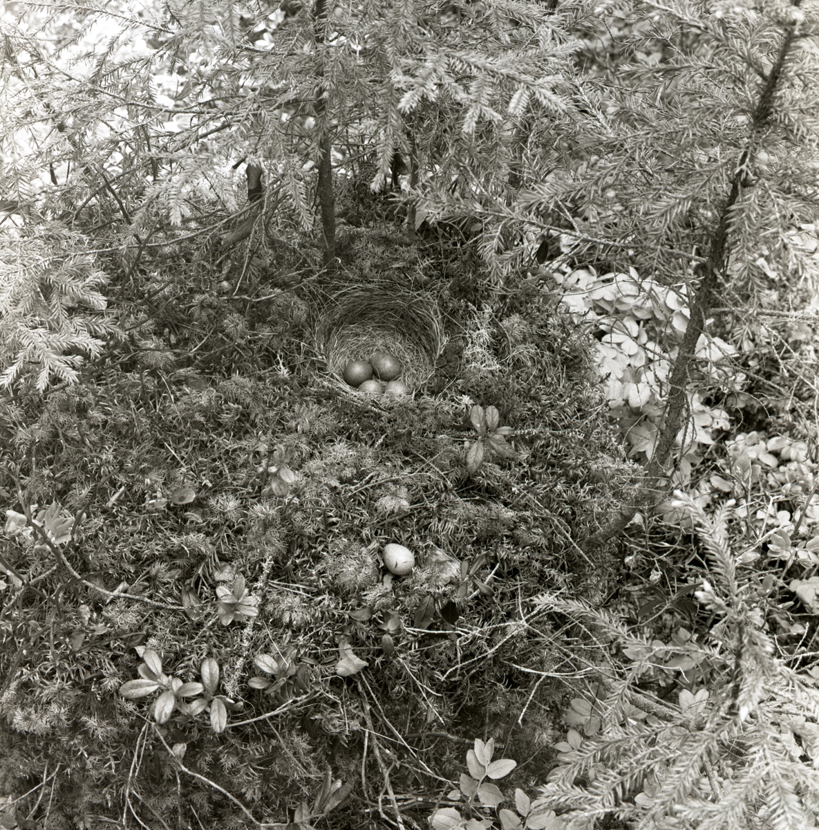 Ett rödvingetrastbo med ägg är omgivet av granar, 1961.