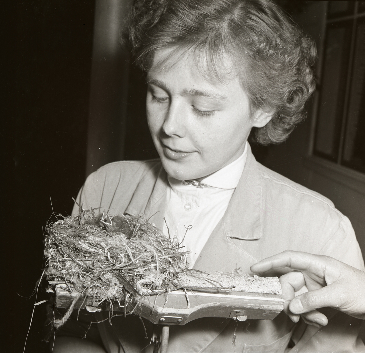 En kvinna håller i en golvmopp där en grå flugsnappare byggt ett bo, Mo den 4 juli 1955.