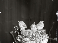 Tre flugsnappeungar sitter på en stubbe, 1953.