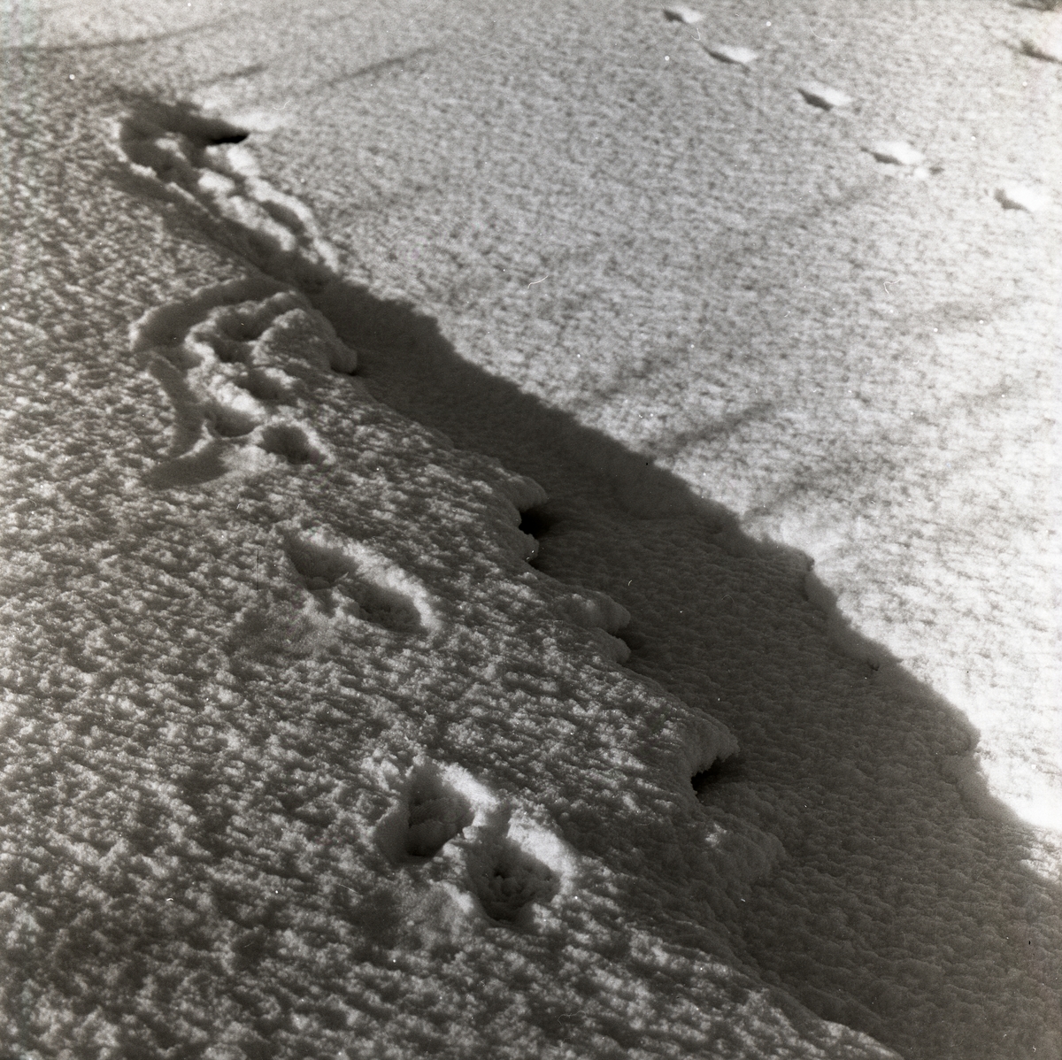 Spår efter en utter i snön, 3 februari 1957.