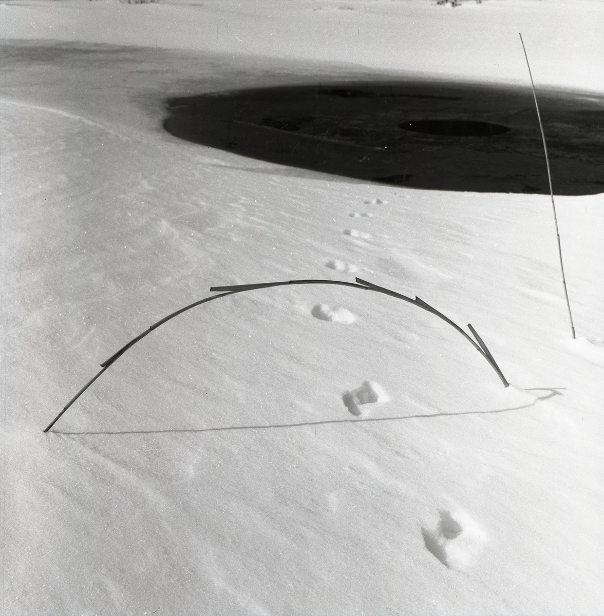 Minkspår i snön vid Stråsjön, 8 april 1955.