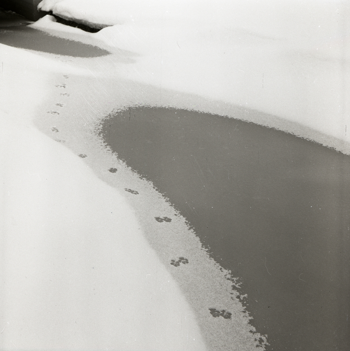 Rävspår i snön intill en vattensamling, 1 februari 1955.