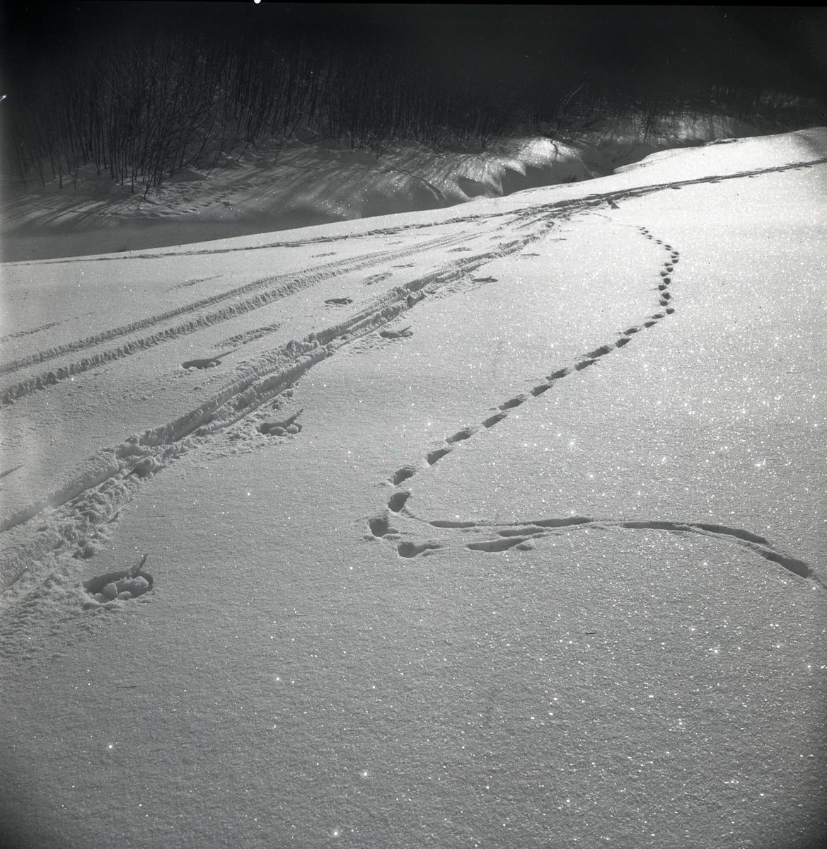 Skidspår jämte rävspår, 1948.