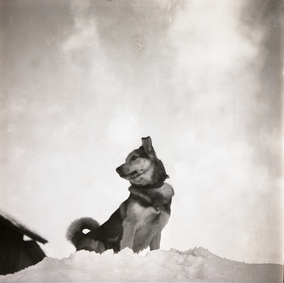 En hund sitter på en snöhög, 12 februari 1951.