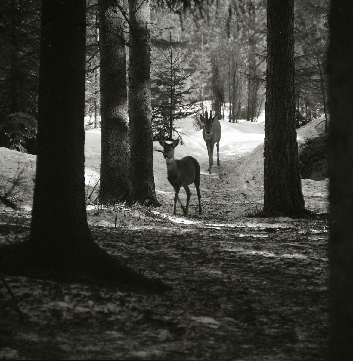 Två rådjur går i skogen vid Bullerberget, 28 mars 1982.