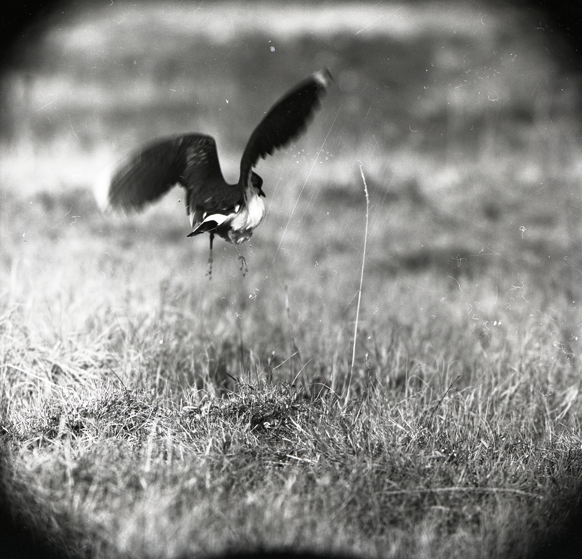 En tofsvipa flyger nära marken, 26 maj 1957.