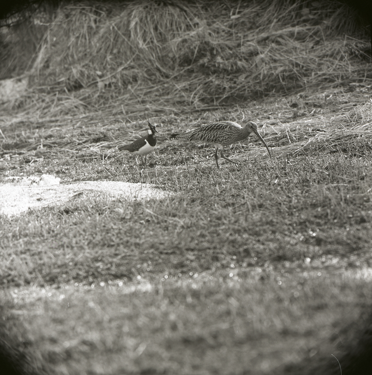 En spov och en tofsvipa går bredvid varandra i gräset intill en snöfläck i Freluga, 27 april 1966.