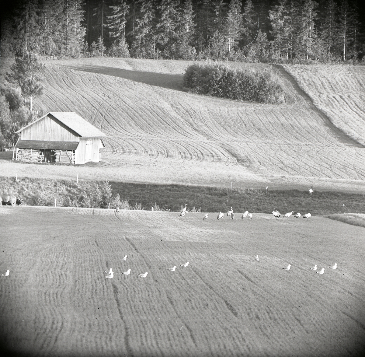 Tranor och måsar på åkermark med hus och skog i bakgrunden, juni 1962.