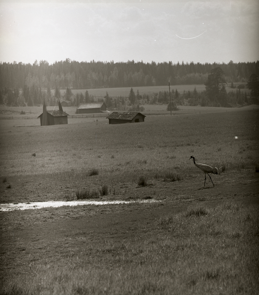En trana går på en åker framför en lada vid gården Broddens, 4 juni 1961.