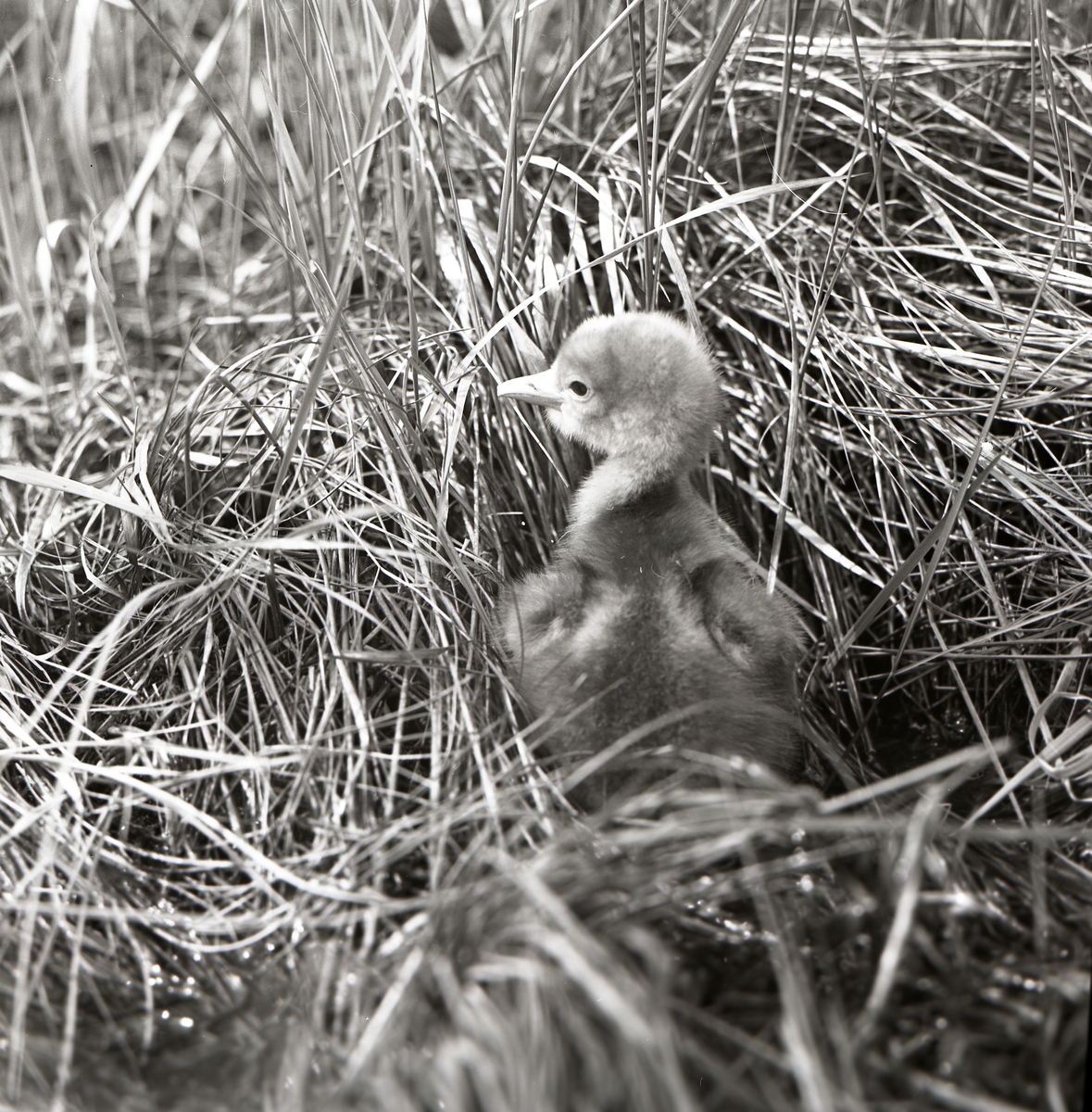 En tranunge går på upptäcksfärd i det höga gräset intill dess fågelbo, maj 1965.