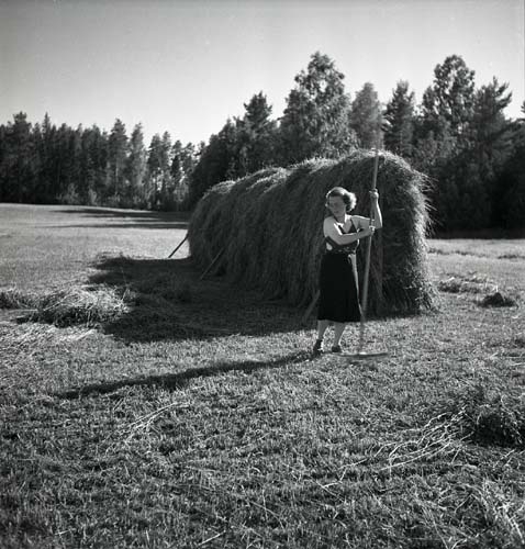 En kvinna räfsar hö på en åker och bakom henne finns en täckt hässja, 1949.