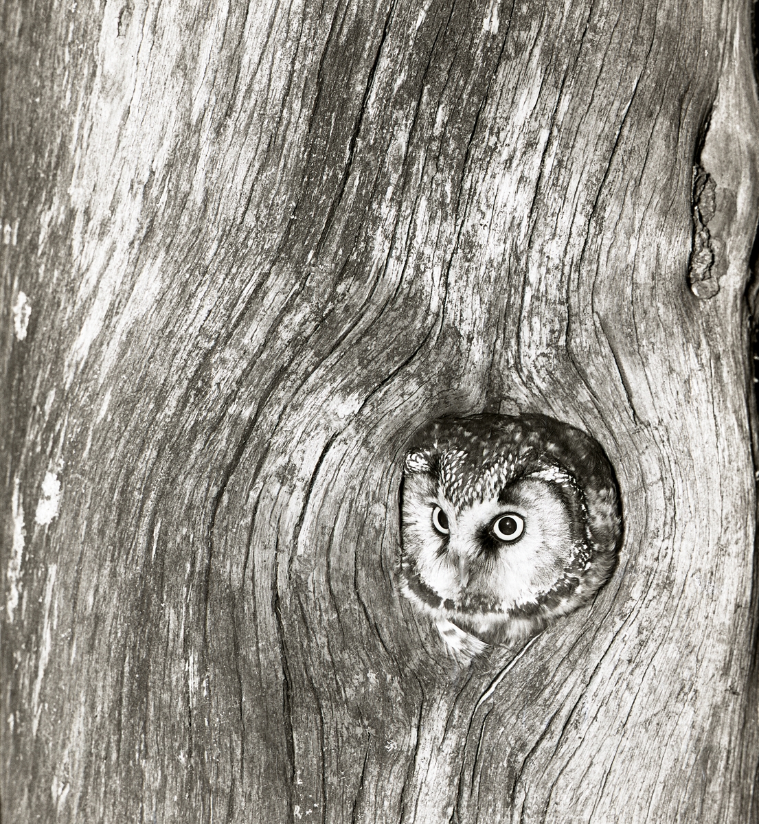 En pärluggla sitter i en trädstam och tittar ut genom ett hål, Året är 1959.