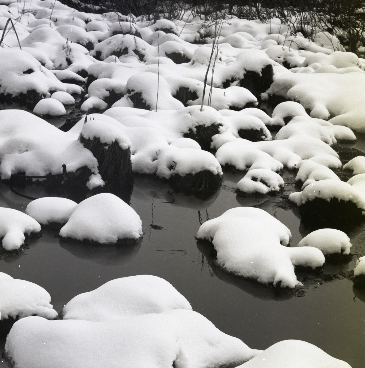 I ett vattendrag ligger snötäckta tuvor under vårvintern 1985.