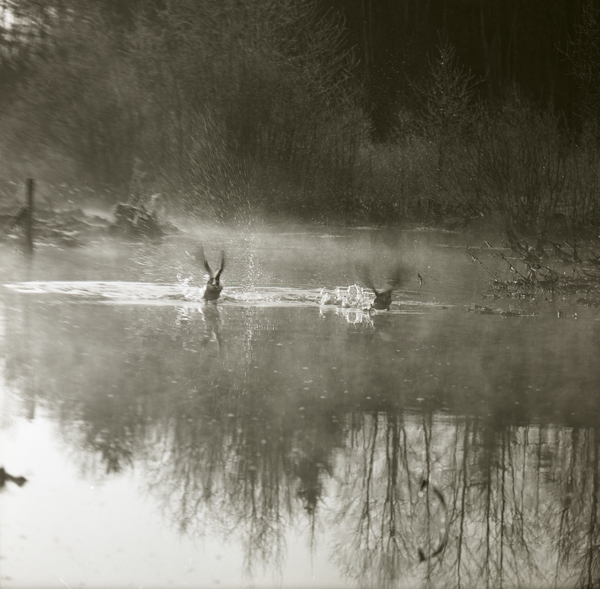 Två knipor flyger precis ovanför en vattenyta så vattnet stänker, april-maj 1965.