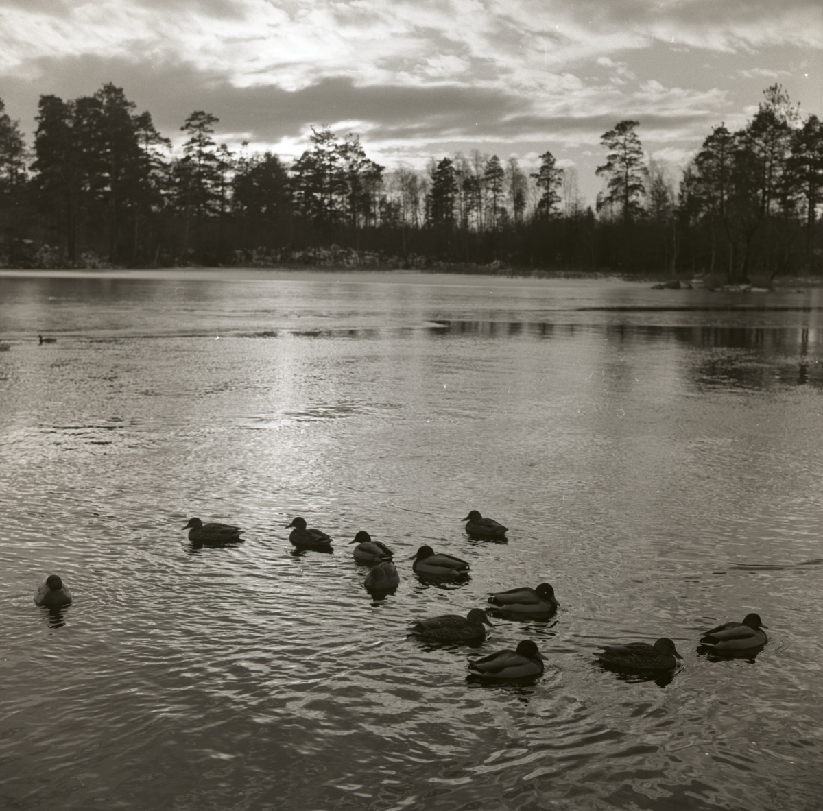En grupp änder simmar i en vattensamling vid Forsbacka, december 1957.