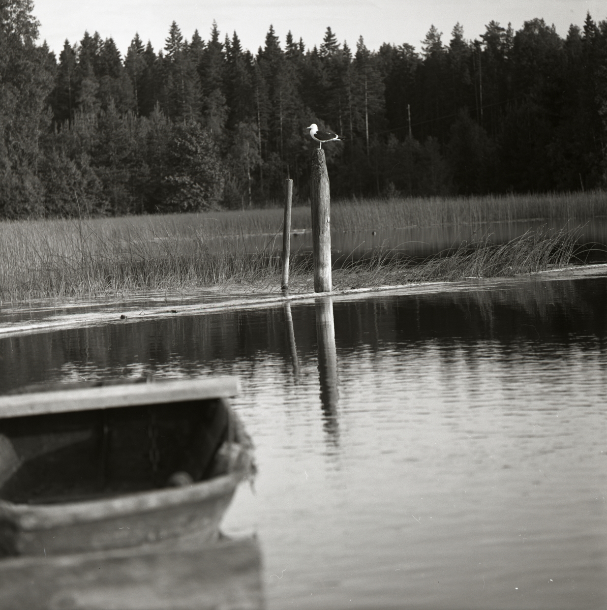 En mås sitter på toppen av en stolpe i Långbo, sommaren 1965.