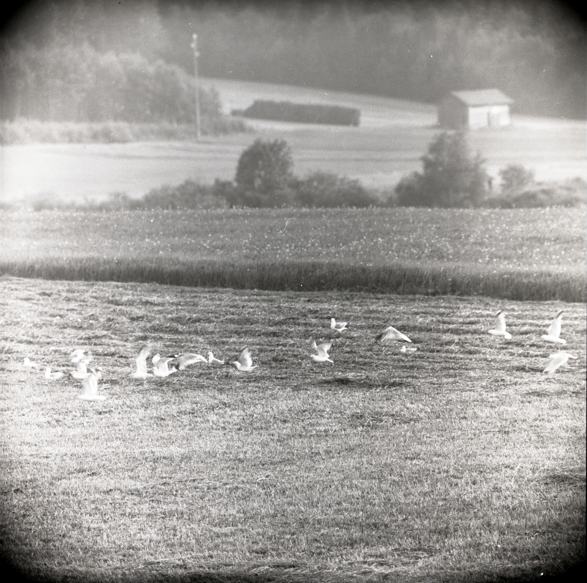 En flock måsar flyger över en åker i Trönö, juli 1957.