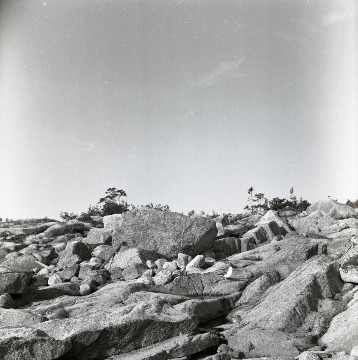 En mås står med sina ungar på några stenhällar vid Granön, augusti 1953.