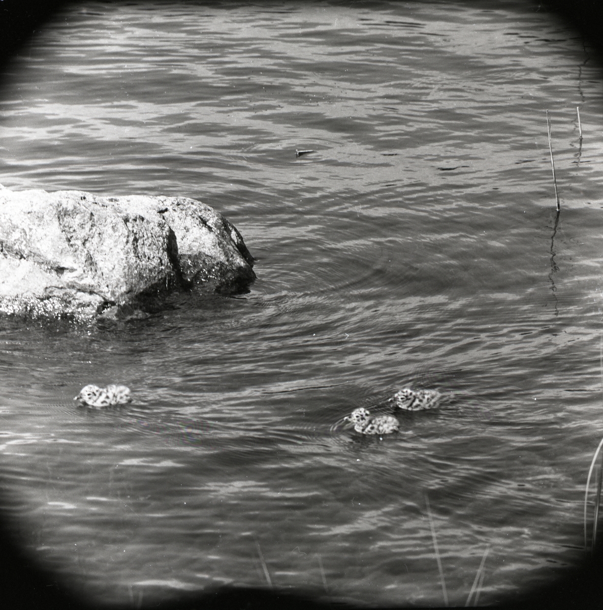 Tre fiskmåsungar simmar bland stenarna i Hölesjön, juni 1958.