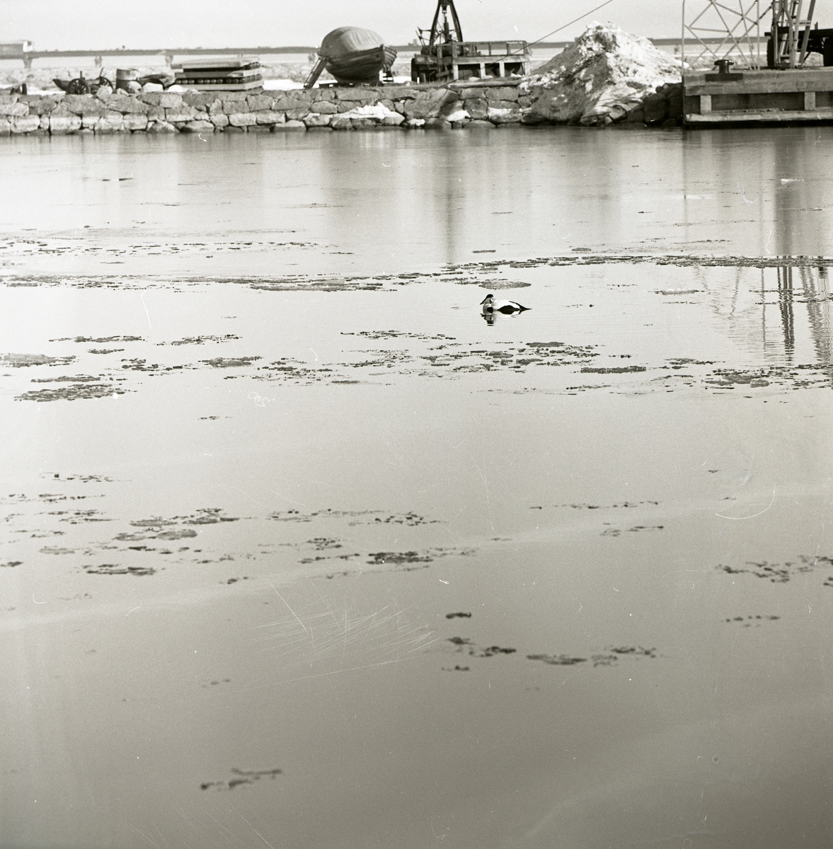 En fågel simmar i vattnet vid Kalmarsund, våren 1971. Bakom fågel sticker en stenmur upp ur vattnet och vid denna ligger båtar förtöjda.
