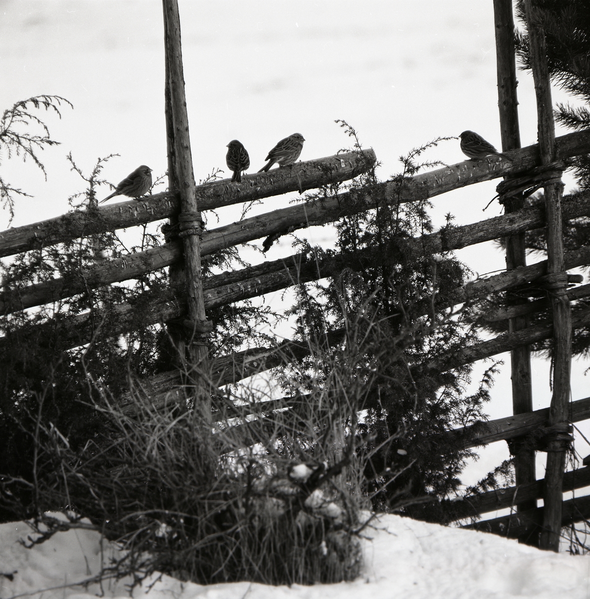 Fyra fåglar sitter på en gärdesgård i en snötäckt hage, vårvintern 1971. Intill gärdesgården växer några enbuskar.