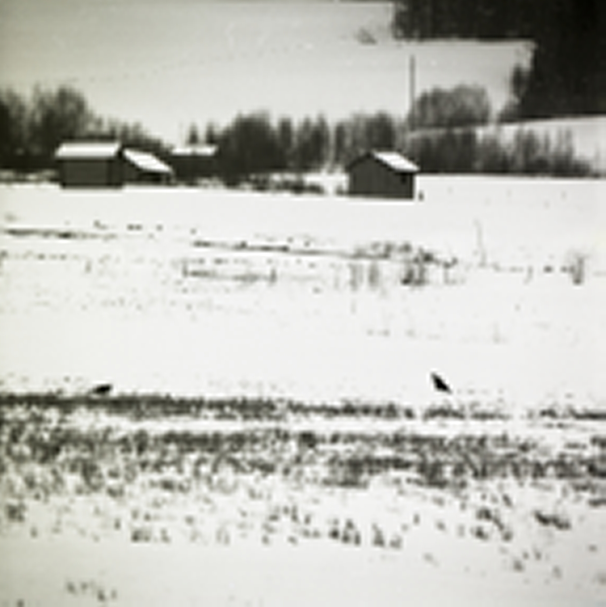En kråka och en duva sitter på snötäckt mark. I bakgrunden syns ett antal byggnader.