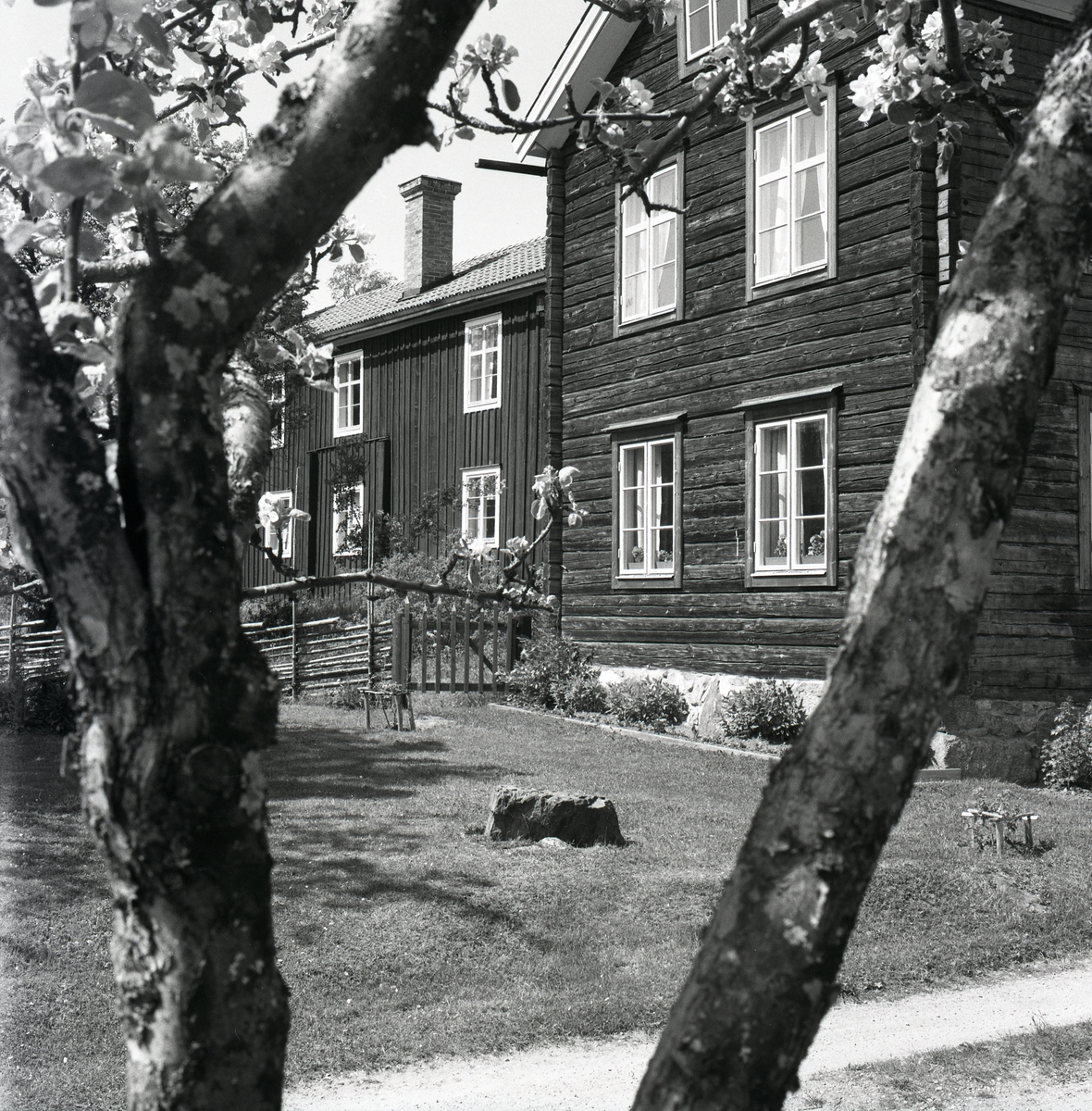 Mellan två äppelträdsgrenar ser man ett stort timrat hus med ett tegeltak och skorsten, Hembygdsbyn 1975.