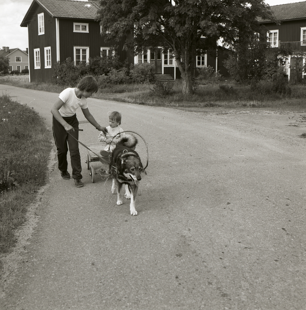 Två barn har spänt en vagn bakom en hund och är ute på en åktur i Östra Höle, 27 augusti 1983.