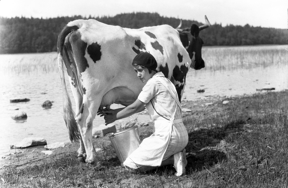 På en strand sitter en kvinna på knä och mjölkar en ko. I fotografens anteckningar står det "35 films fr. semester på Halö".