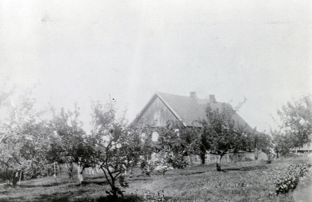 Stav gard, Helgøya, frukttrær, eplehage,
