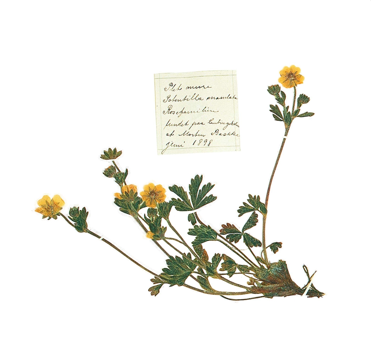 Pletmure fra Morten Anker Bachkes herbarium, 1898.