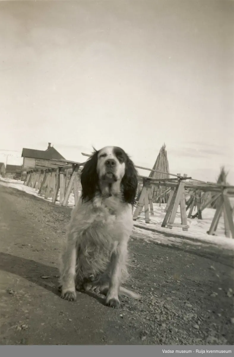 Hunden Ajax til Kalle Esbensen ant. i Hvistendahlsgt. i Vadsø i 1934.