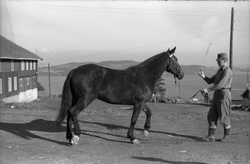 Mønstring av hest ved Hærens Hesteskole på Starum. Fem bilde
