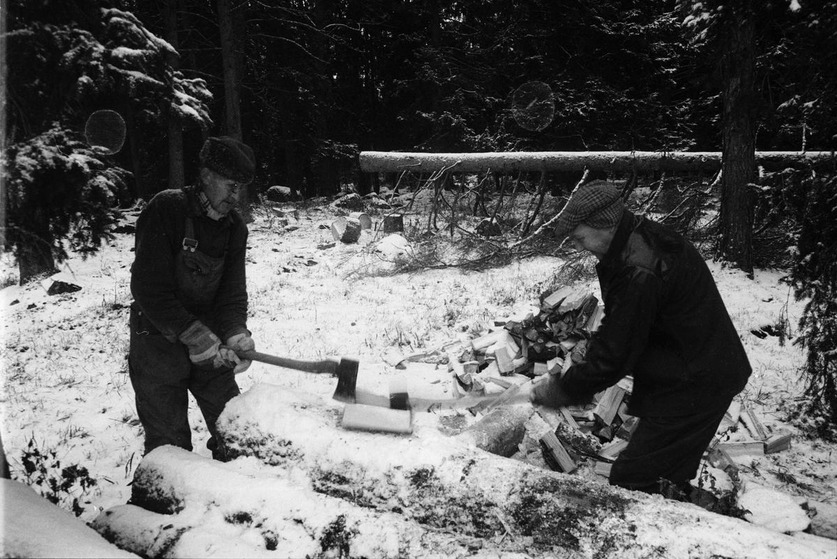 Lantbrukare Arvid och Birger Mattsson arbetar i skogen, Lönnholmen, Gräsö socken, Uppland 1994 - 1995
