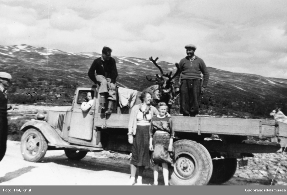 Transport av bjøllebukken til Trio tamreinlag på lastebil ved Grotli Hotell