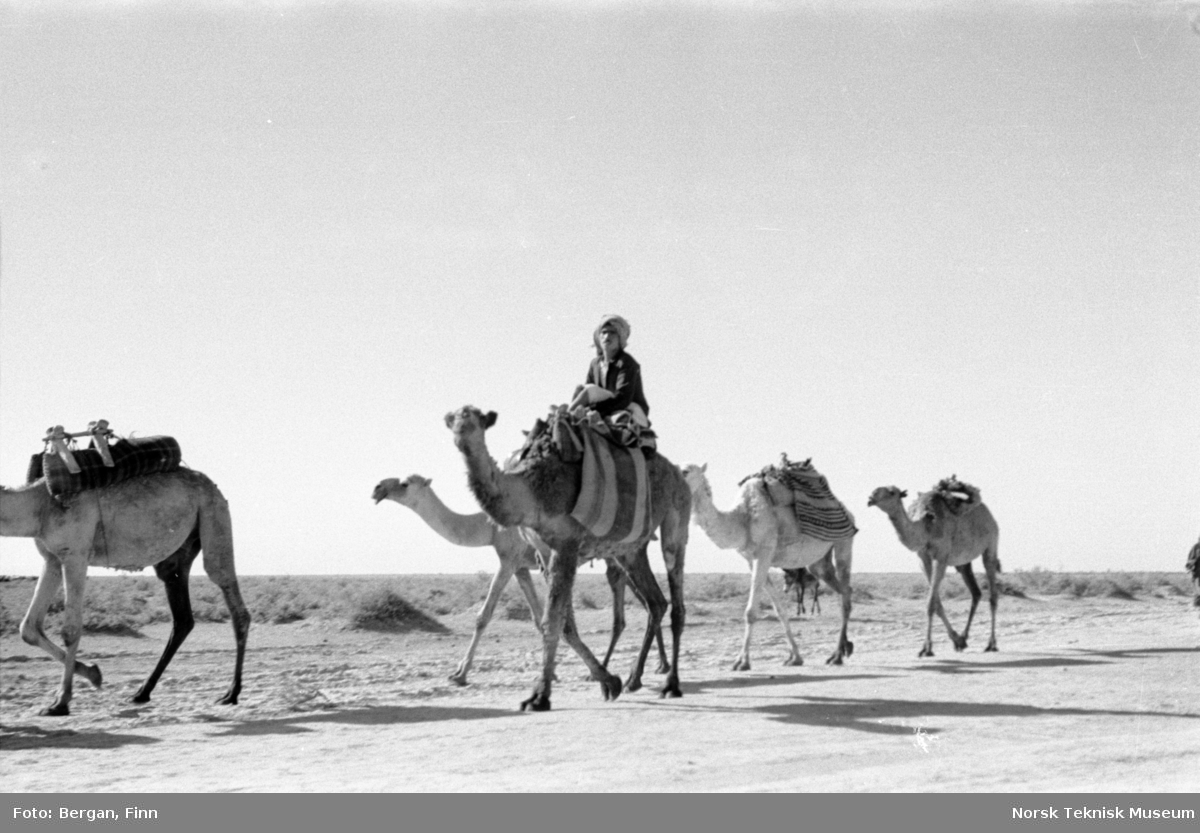 Gjeter på kamelrygg, blant flere kameler