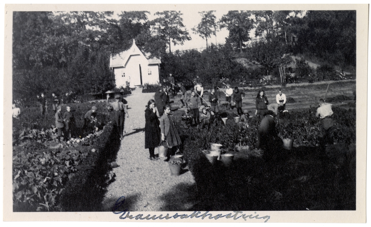 Skoleelever fra Skøyen skole høster grønnsaker i skolehagen på Hengsengen, Bygdø Kongsgård ca. 1920. Redskapshuset i bakgrunnen.