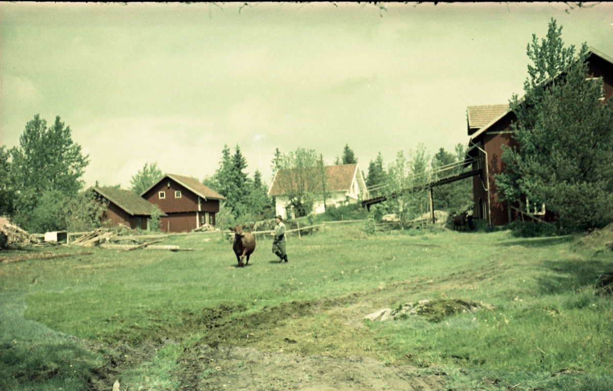 Kuslipp på gården Huset i Askim juni 1957. Personen er gårdbrukeren Jens Huset.