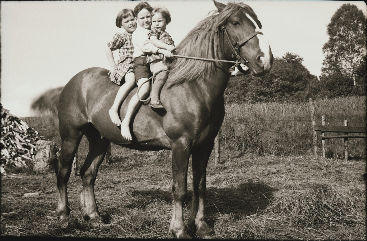 Karl Larssons tre barn, Margit, Gunnar och Karin, sitter barbacka på en häst. Två av dem är barfota. I bakgrunden syns en vedtrave.