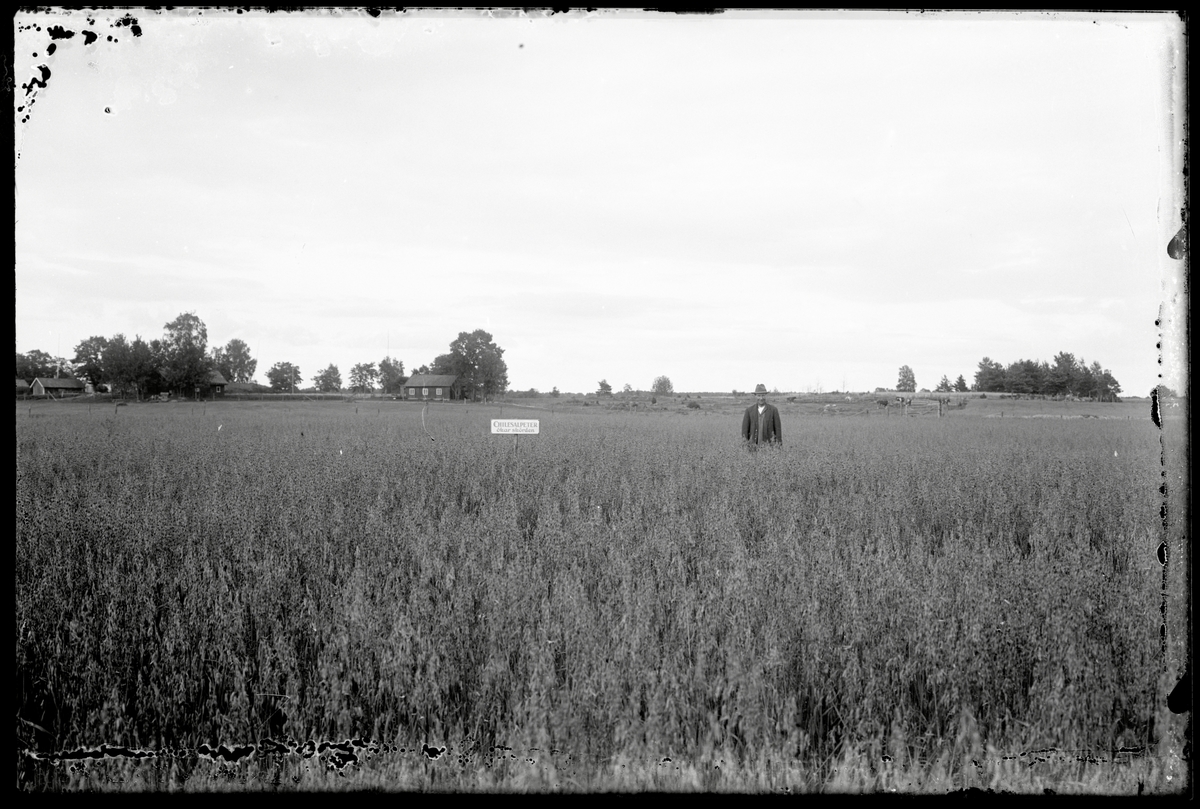 Havrefält hörande till Åke Karlsson i Vallby