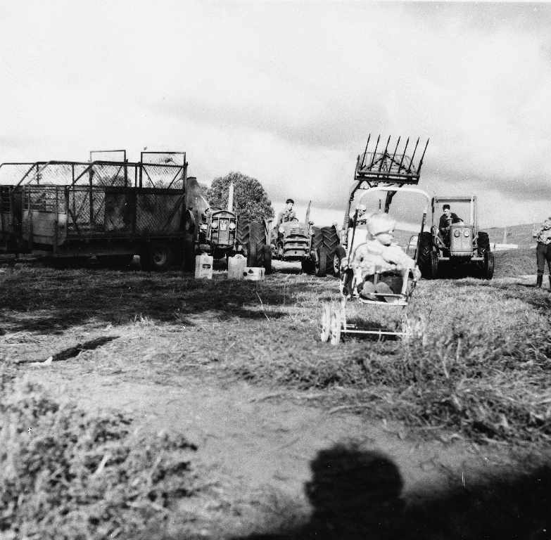 Legging av utsilo på Jørundshei i 1966. Fleire traktorar med svans er i bruk.